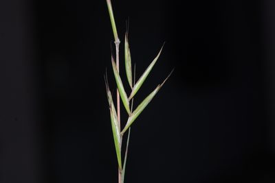 Cymbopogon caesius, photographed by S.MORE