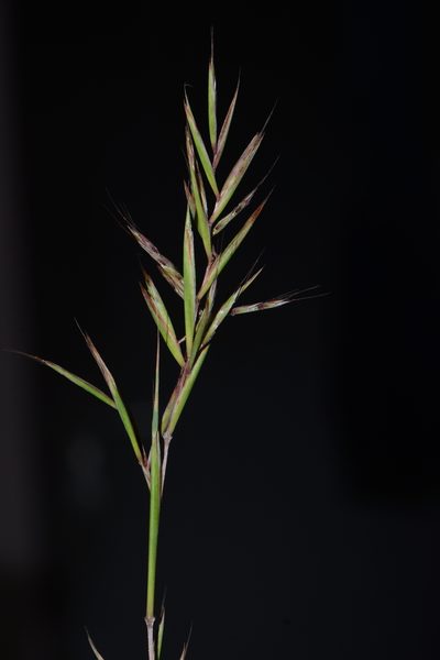 Cymbopogon caesius, photographed by S.MORE