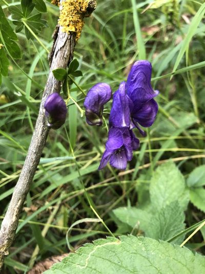 Aconitum variegatum, photographed by Conrad Altmann