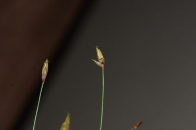 Abildgaardia ovata, photographed by S.MORE