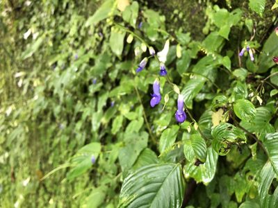 Rhynchoglossum obliquum, photographed by 黃美滿