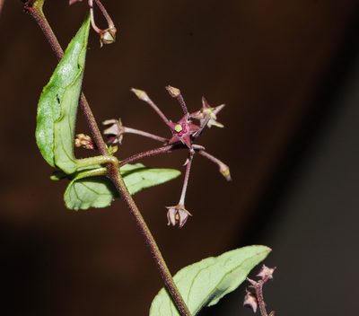 Vincetoxicum fasciculatum, photographed by S.MORE