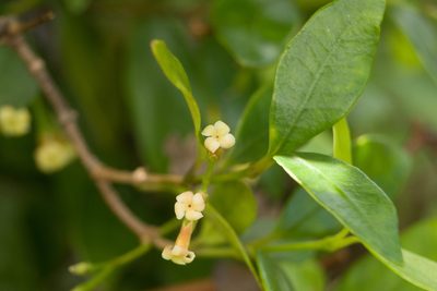 Alyxia stellata, photographed by Kevin Faccenda