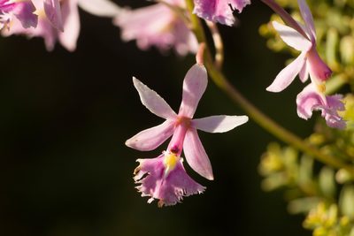 Epidendrum calanthum, photographed by Kevin Faccenda