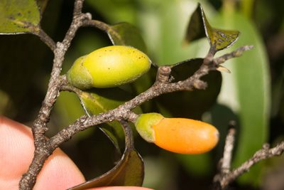Diospyros sandwicensis, photographed by Kevin Faccenda