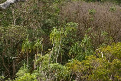 Dracaena halapepe, photographed by Kevin Faccenda