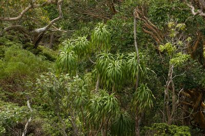 Dracaena halapepe, photographed by Kevin Faccenda