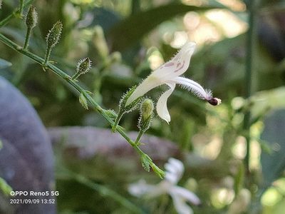 Andrographis paniculata, photographed by Ong Jyh Seng