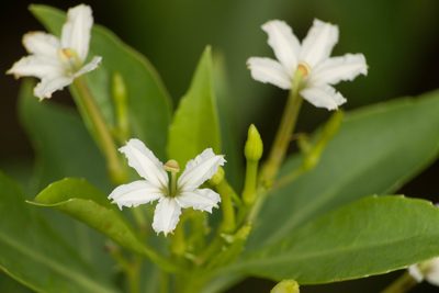 Scaevola gaudichaudiana, photographed by Kevin Faccenda
