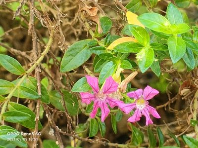 Cuphea hyssopifolia, photographed by Ong Jyh Seng