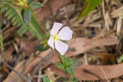 Pterolepis glomerata, photographed by Kevin Faccenda