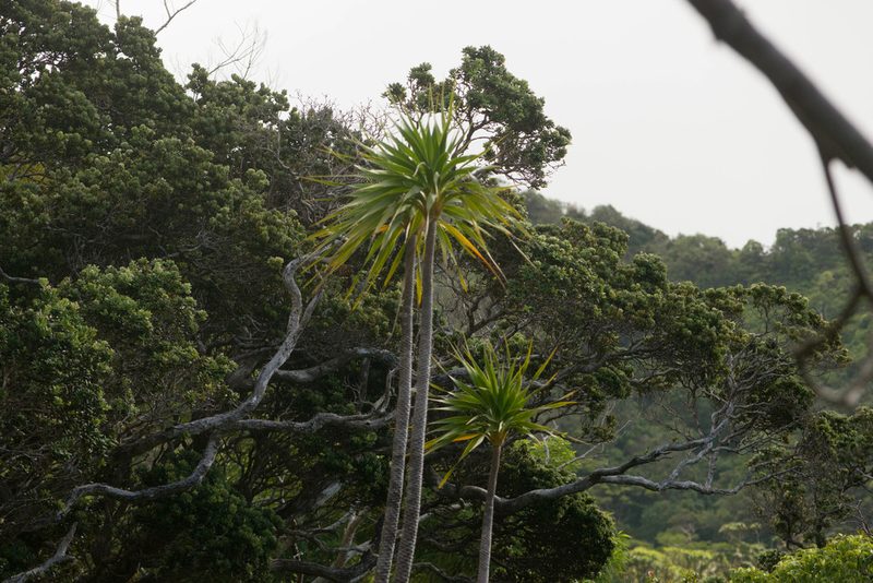 Dracaena halapepe, photographed by Kevin Faccenda