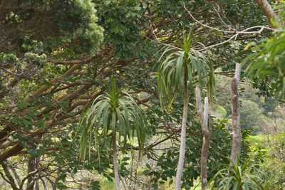 Dracaena halapepe, photographed by Kevin Faccenda