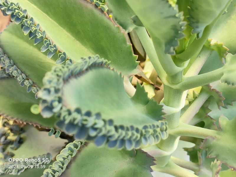 Kalanchoe laetivirens, photographed by Ong Jyh Seng