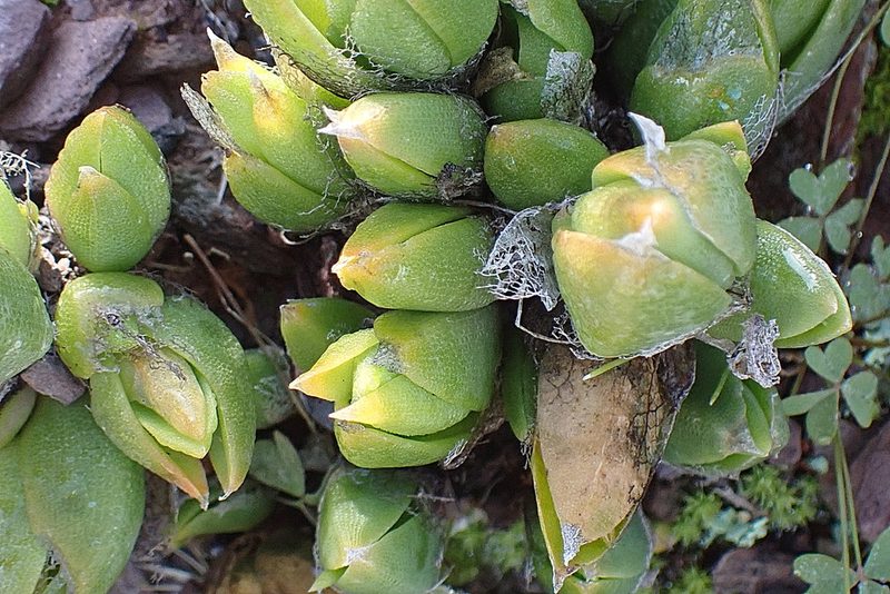Mesembryanthemum tortuosum, photographed by Di Turner