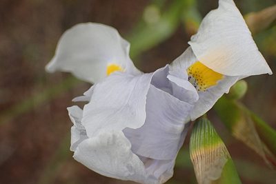 Moraea polystachya, photographed by Di Turner