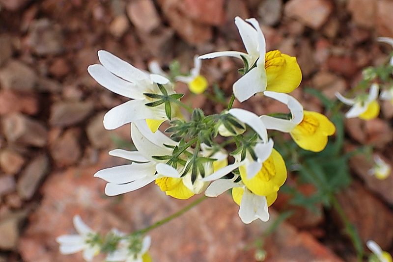 Nemesia ligulata, photographed by Di Turner
