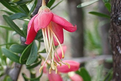 Nymania capensis, photographed by Di Turner