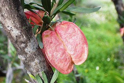 Nymania capensis, photographed by Di Turner