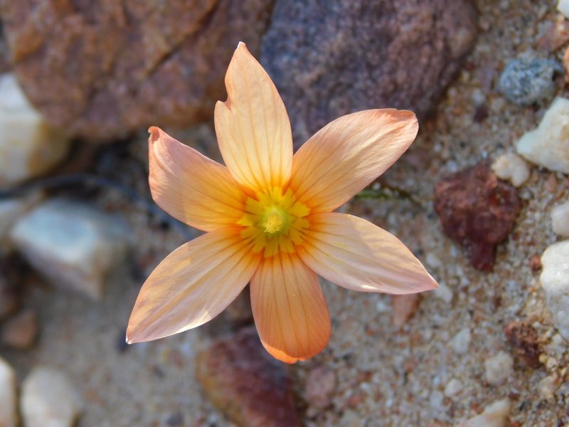 Romulea jugicola, photographed by Rebecca Ryen-Stols