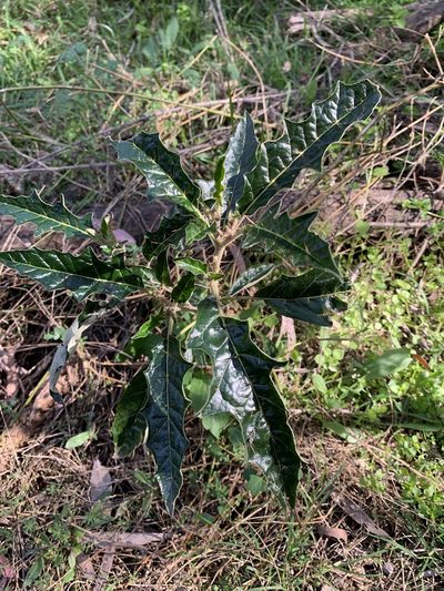Solanum cinereum, photographed by Lukas Clews