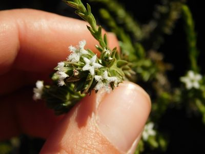 Thesium sonderianum, photographed by Rebecca Ryen-Stols
