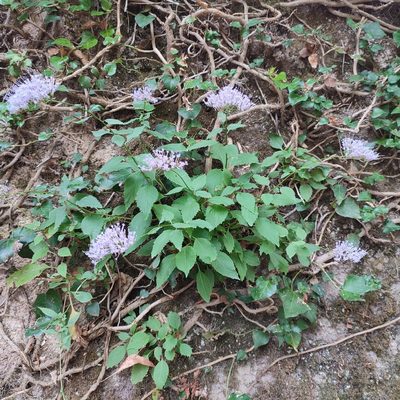 Trachelium caeruleum, photographed by Quentin Groom