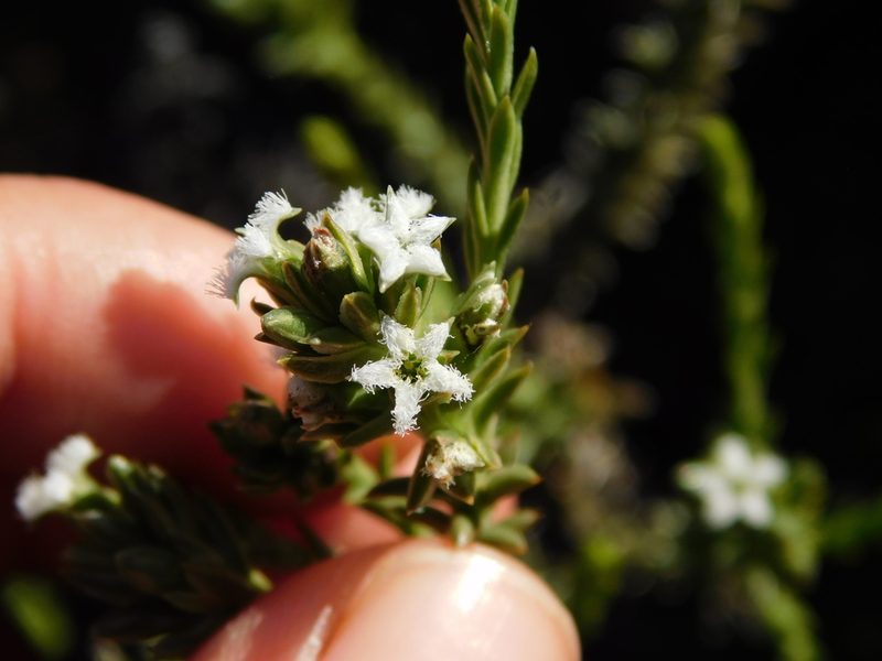 Thesium sonderianum, photographed by Rebecca Ryen-Stols