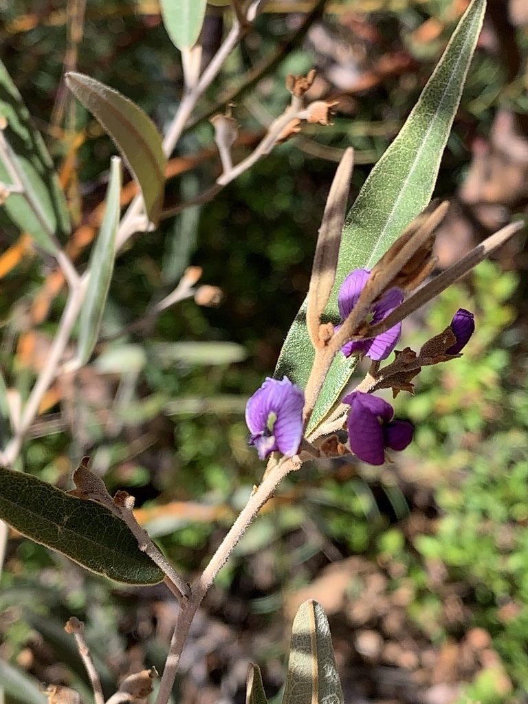 Hovea apiculata, photographed by Lukas Clews