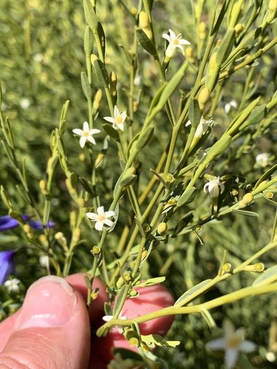 Olax stricta, photographed by Lukas Clews