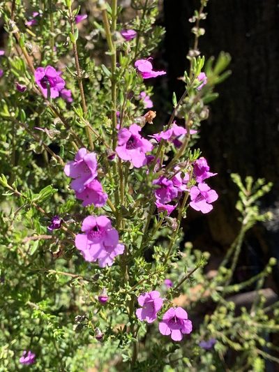Prostanthera howelliae, photographed by Lukas Clews