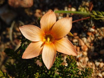 Romulea jugicola, photographed by Rebecca Ryen-Stols