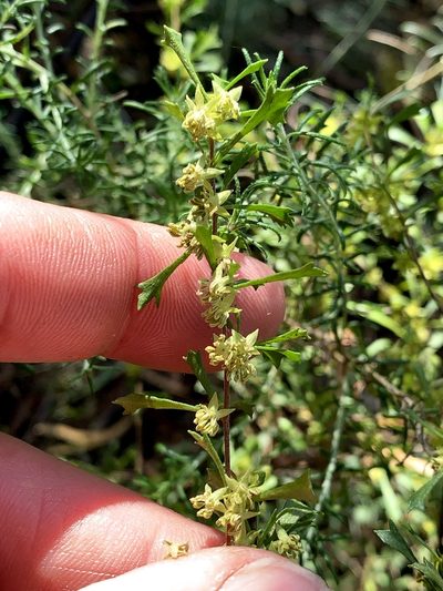 Dodonaea peduncularis, photographed by Lukas Clews