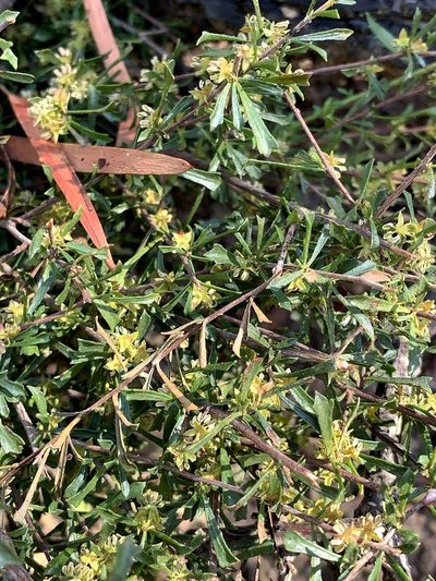 Dodonaea peduncularis, photographed by Lukas Clews