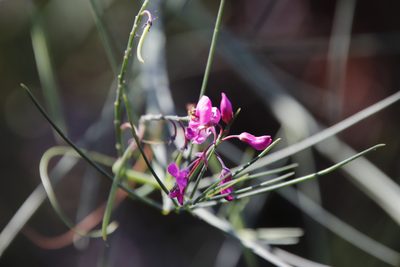 Indigofera filifolia, photographed by Tony Rebelo