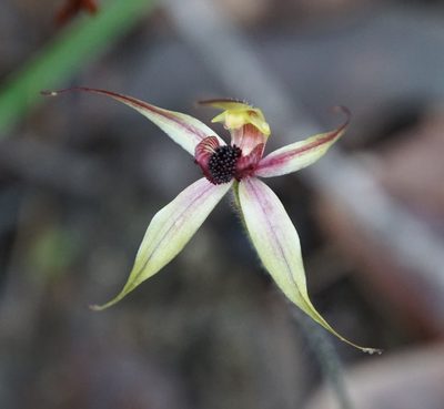 Caladenia macrostylis, photographed by John Van Den Nouwelant