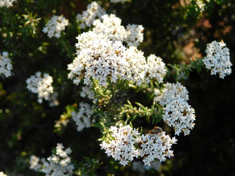 Metalasia strictifolia, photographed by Rebecca Ryen-Stols