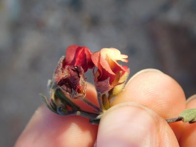 Hermannia flammula, photographed by Rebecca Ryen-Stols