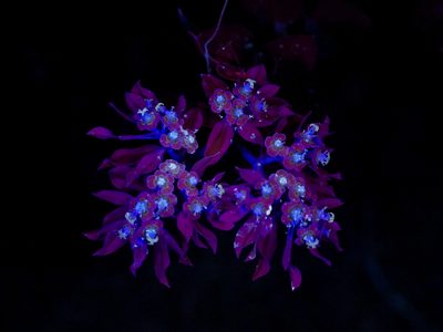 Euphorbia marginata, photographed by Michelle W. （鍾偉瑋）