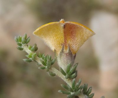 Aspalathus chortophila, photographed by Nicola van Berkel