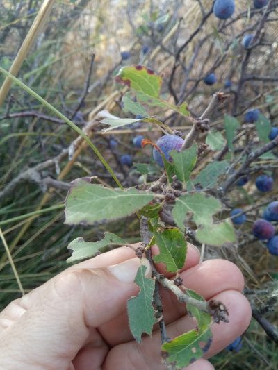 Prunus insititia, photographed by Karim Haddad