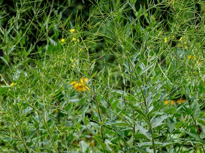 Sisymbrium strictissimum, photographed by rainerburkard
