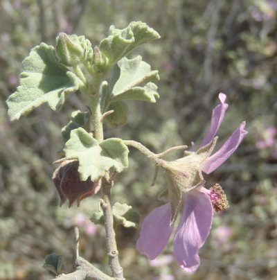 Anisodontea triloba, photographed by Nicola van Berkel