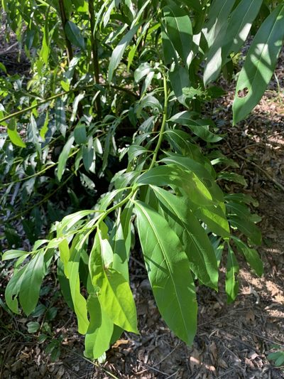 Ehretia longiflora, photographed by 呂一起(Lyu yi-chi)
