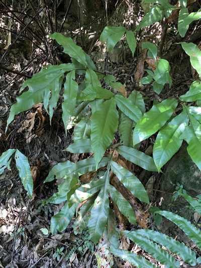 Tectaria harlandii, photographed by 呂一起(Lyu yi-chi)