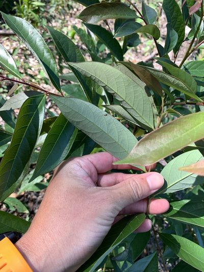 Glochidion acuminatum, photographed by 呂一起(Lyu yi-chi)