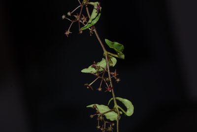 Vincetoxicum fasciculatum, photographed by S.MORE