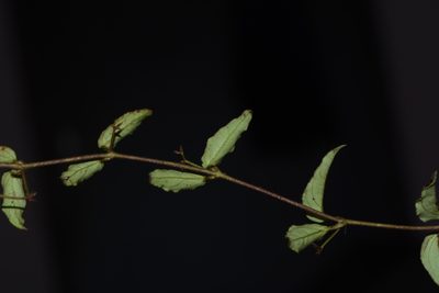 Vincetoxicum fasciculatum, photographed by S.MORE