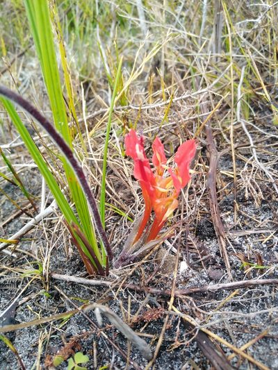 Babiana ringens, photographed by James Rodger