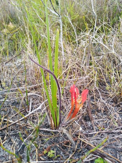 Babiana ringens, photographed by James Rodger